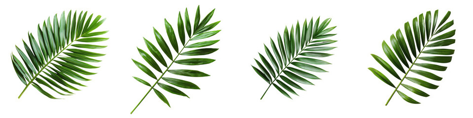 Vibrant and lush tropical palm leaf foliage in a natural green environment  Beautiful exotic botany backdrop with dense and textured vegetation  Scenic nature and environment concept for design decor