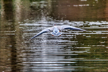 oie a t&ecirc;te barr&eacute;e