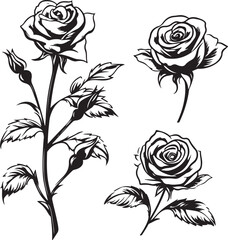 Elegant Black & White Rose Illustrations