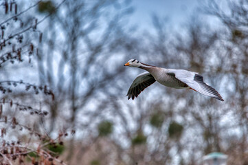 oie a t&ecirc;te barr&eacute;e