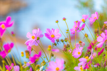 Beautiful cosmos flowers in the garden for background.