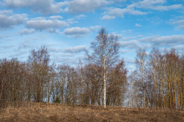 Bare trees and dry grass against the blue sky in early spring.