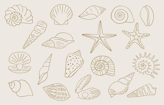 seashell outline icon with boho style