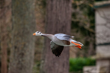 oie a t&ecirc;te barr&eacute;e