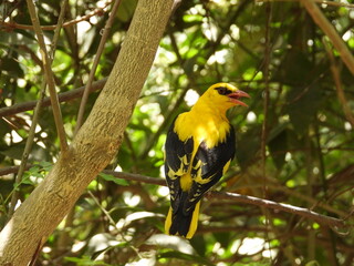 Black Naped Oriole or Eurasian golden Oriole