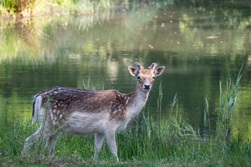 A Dutch fallow deer among the greenery during the day in summer outdoor at daytime in the Amsterdamse Waterleiding duinen in the nature of Noordwijkerhout in The Netherlands.