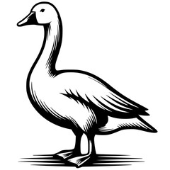Swan sketch silhouette