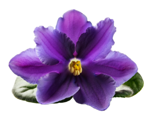 African violet flower isolated on transparent background, high quality picture