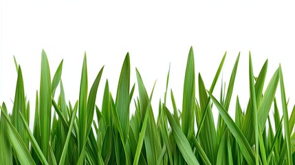 Fototapeta premium Fresh Green Grass Blades Against White Background for Spring Concepts