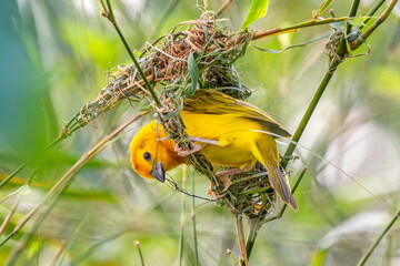 Taveta Weaver - Ploceus castaneiceps, beautiful yellow perching bird from African savannahs, bushes and gardens, Kenya.