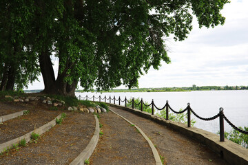 Spring nature background. Greenery of trees and grasses on a sunny spring morning. Forest landscape.