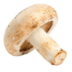 Closeup of a single mushroom isolated on transparent background  
