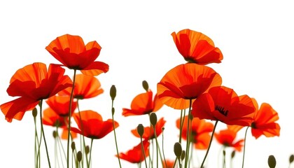 Obraz premium Vibrant red poppies swaying gently in soft sunlight, isolated on white, spring, summer