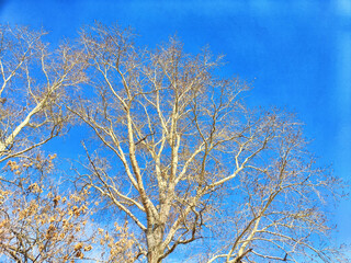 Leafless branches reach toward a bright blue sky on a clear winter day