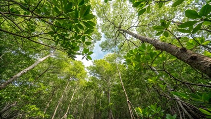 Naklejka premium Bottom-up view of green mangrove forest canopy. Natural carbon sink fight climate change.