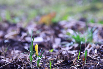 Plants and flowers macro. Detail of petals and leaves at sunset. Natural nature background.