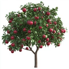 Apple tree transparent background