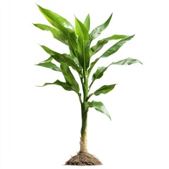 Fototapeta premium Corn plant transparent isolated