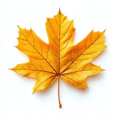Obraz premium Isolated Golden Maple Leaf on White Background for Fall Designs