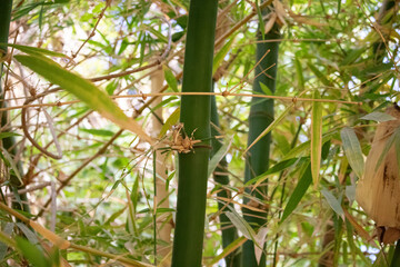bamboo tree and leaves