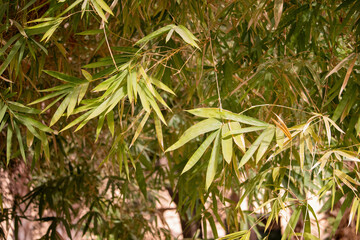 bamboo tree and leaves
