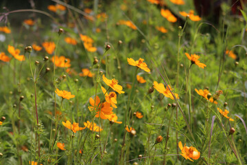 flowers from Aswan Botanical Garden