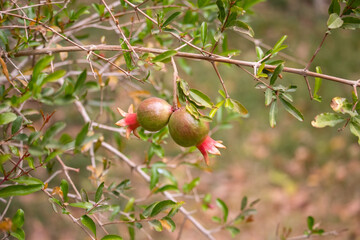  Pomegranate on the tree
