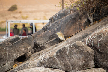 Squacoo heron bird on the Nile River, Aswan, Egypt 