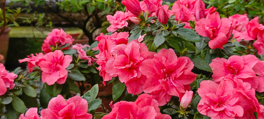 Pink azalea. A plant of the subtropics. The azaleas bloom.