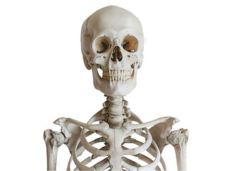 Anatomical Study: Detailed Close-up of a Human Skeleton