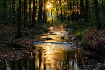 Obraz premium Forest creek sparkling in the gentle warmth of the sun, creating a tranquil atmosphere