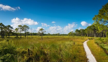 a sunny summer day at paynes prairie in gainesville florida