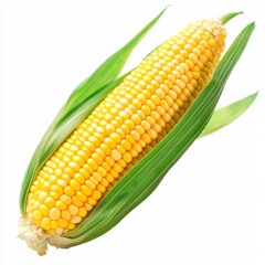 Corn plant transparent isolated