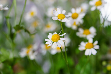 beautiful photos of daisies, gerberas on a light background, chamomile close-up, bouquet of daisies