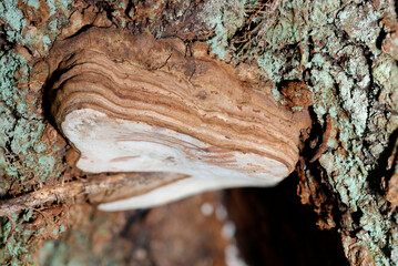 肉厚なカサのコフキサルノコシカケキノコ側面画像（自然環境下ストロボ＋マクロ接写）