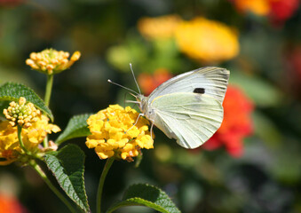 Obraz premium Cabbage White Butterfly feeding on Yellow Lantana Flower in Mersin, Turkey