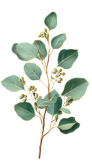 illustration of eucalyptus isolated on a transparent background