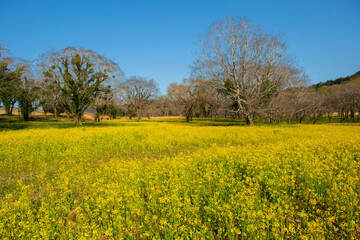 四万十市入田の菜の花