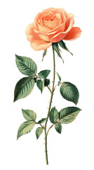 Obraz premium illustration of a rose isolated on a transparent background