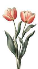 Fototapeta premium illustration of tulips isolated on a transparent background