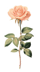 Obraz premium illustration of a rose isolated on a transparent background