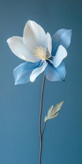 Fototapeta premium A delicate flower with white and blue petals stands elegantly against a soft blue background, showcasing its intricate details and beauty.