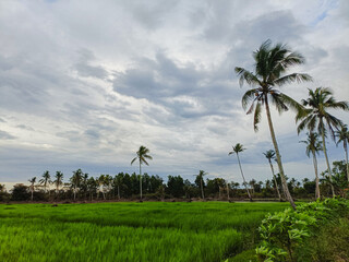 Obraz premium Beautiful view of the rice fields planted by Paddy