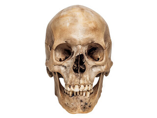 Obraz premium Human Skull: Anatomy Study