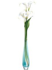 Fototapeta premium Calla Lilies (Zantedeschia) tall, elegantly curved glass vase filled with pale blue water, holding a bouquet of pure white calla