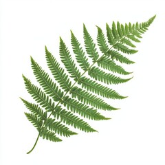 Vibrant fern leaf against white background