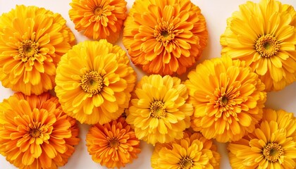 Fototapeta premium Bright yellow and orange marigold flowers in full bloom on a white background