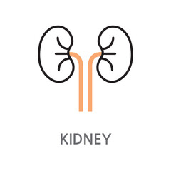 17.Kidney. Kidney, kidney icon. kidney, kidney linear illustration icon on white background. EPS, PNG, JPG