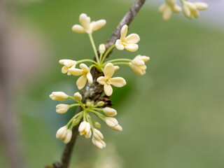 Osmanthus fragrans var. Aurantiacus