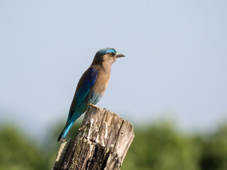 Indian Roller (Coracias benghalensis), on an old tree trunk